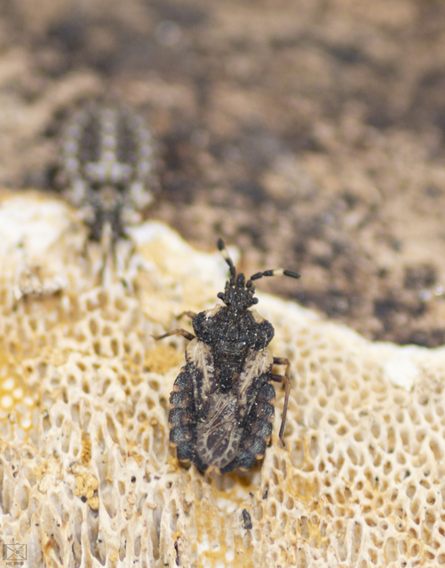 Aradus versicolor - tarka kéregpoloska
