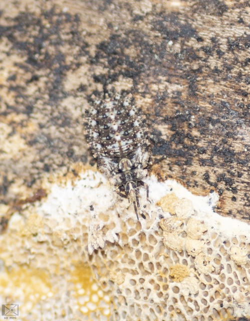 Aradus versicolor - tarka kéregpoloska