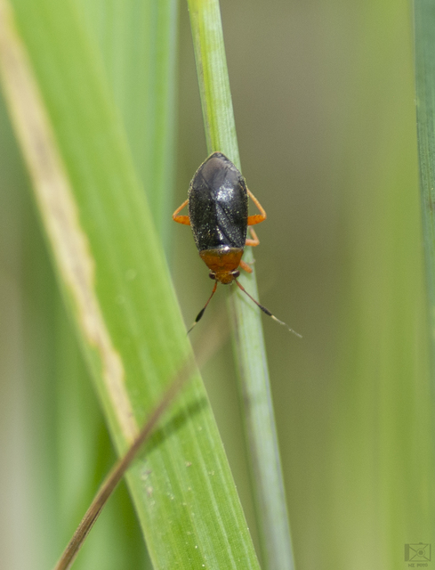 Capsus ater - fekete mezeipoloska