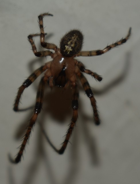 Leviellus