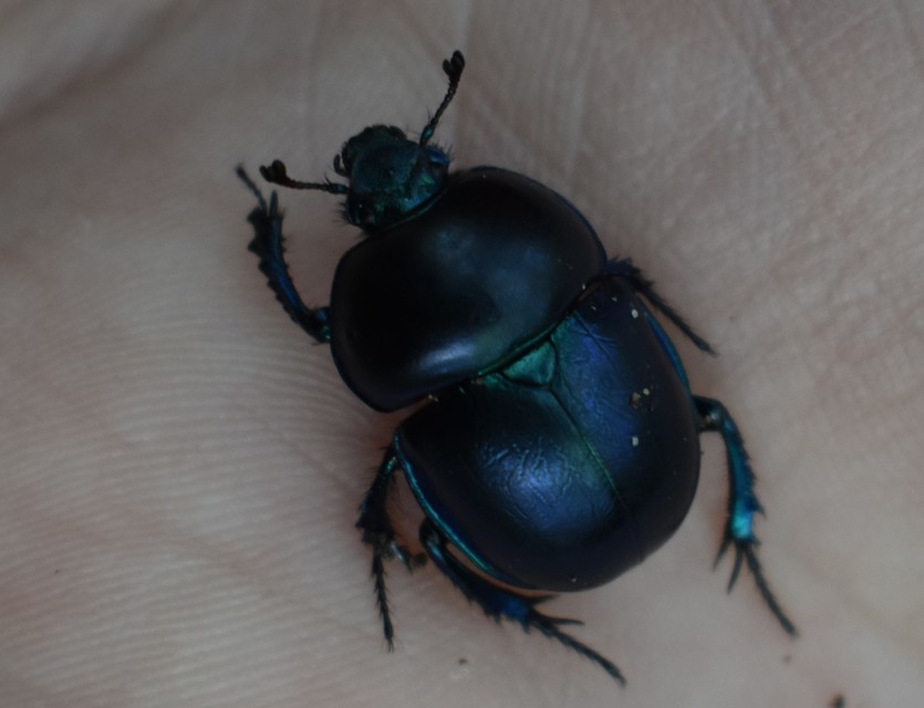 Trypocopris vernalis - tavaszi álganéjtúró