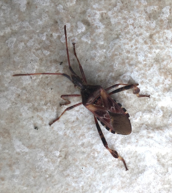 Leptoglossus occidentalis - nyugati levéllábú poloska