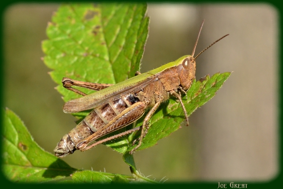 Chorthippus dorsatus - hátas rétisáska