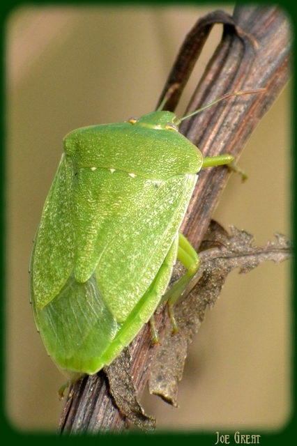 Nezara viridula - zöld vándorpoloska