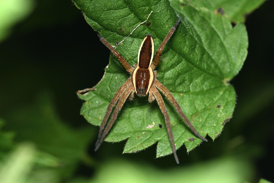 Dolomedes fimbriatus - szegélyes vidrapók