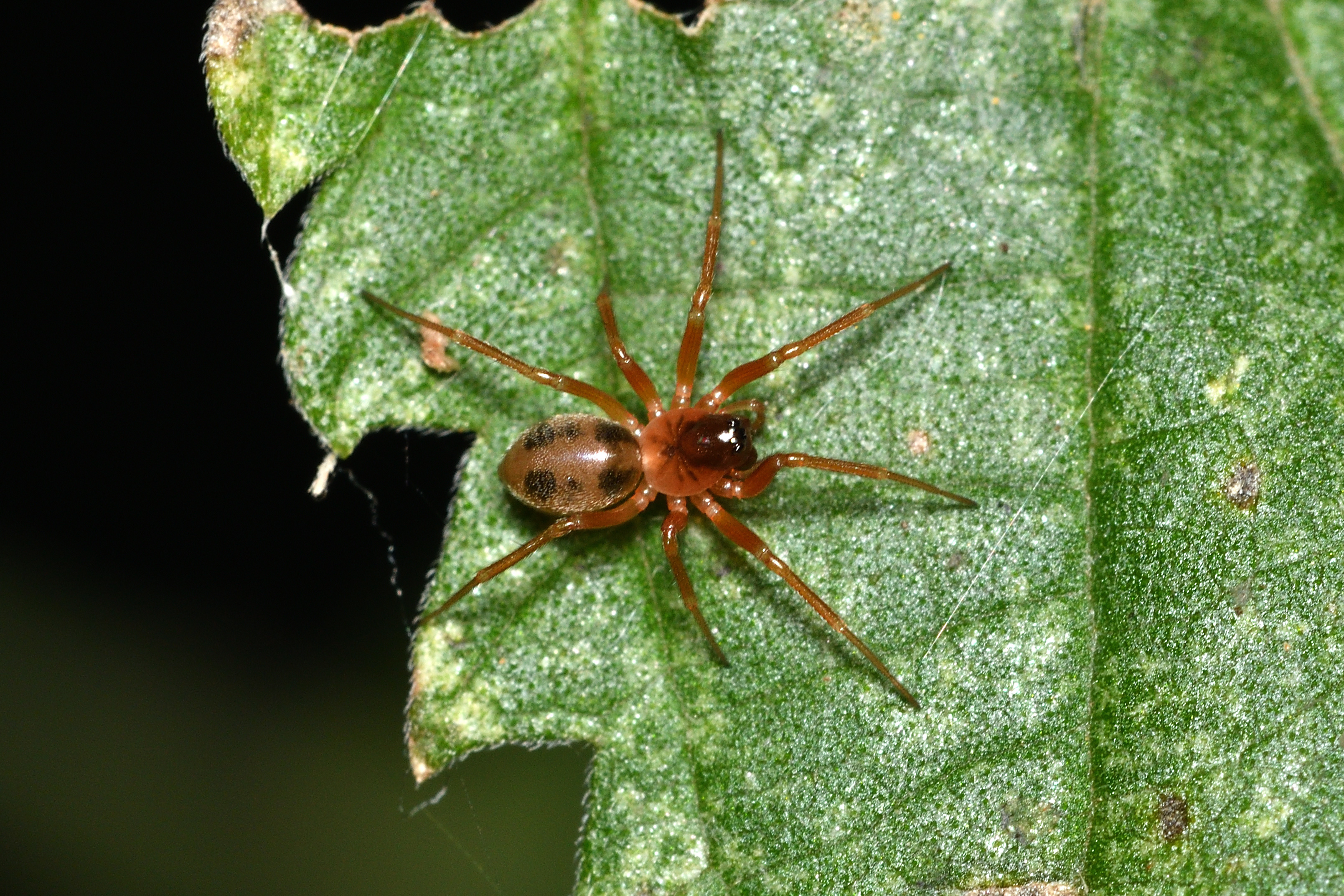 Gongylidium rufipes