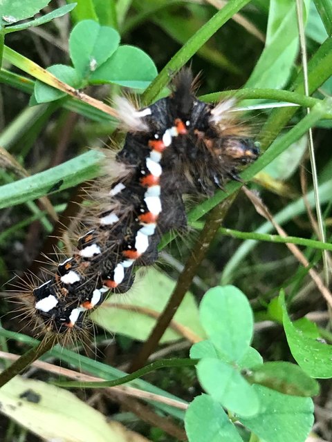 Acronicta rumicis - sóska-szigonyosbagoly Acronicta rumicis - sóska-szigonyosbagoly