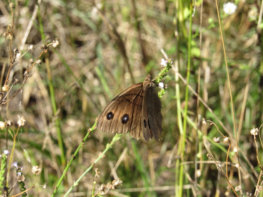 Minois dryas - fekete szemeslepke Minois dryas - fekete szemeslepke