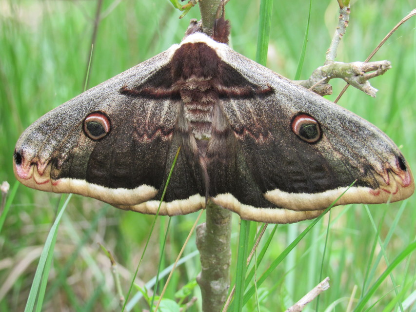 Saturnia pyri - nagy pávaszem