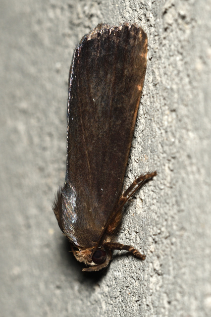 Amphipyra livida - zsírfényű bagoly