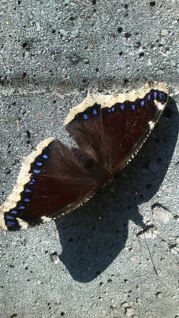 Nymphalis antiopa - gyászlepke