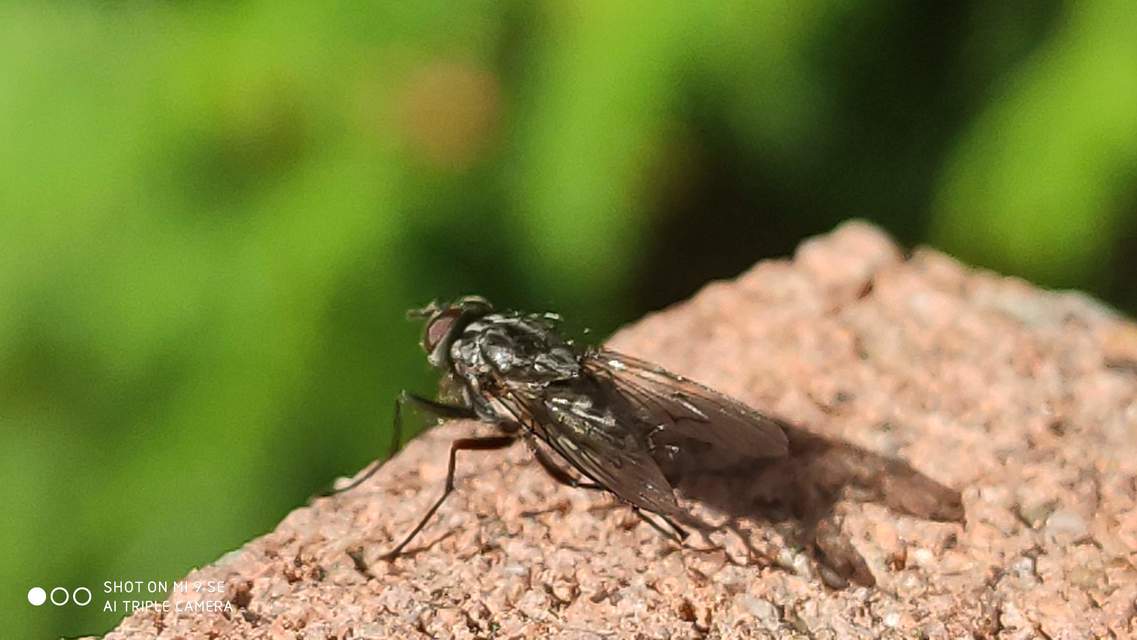 Muscidae - igazi legyek