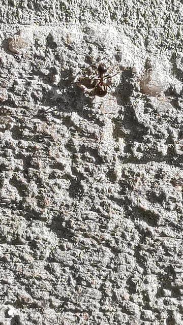 Lasius