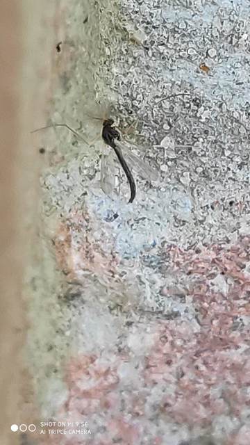 Chironomidae - árvaszúnyogok