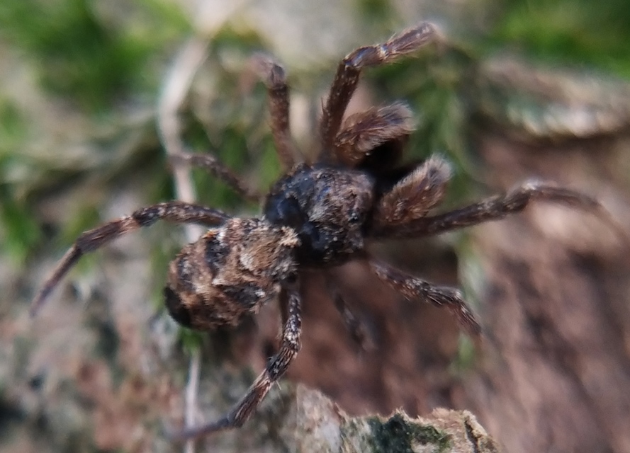 Hyptiotes paradoxus - furcsapók