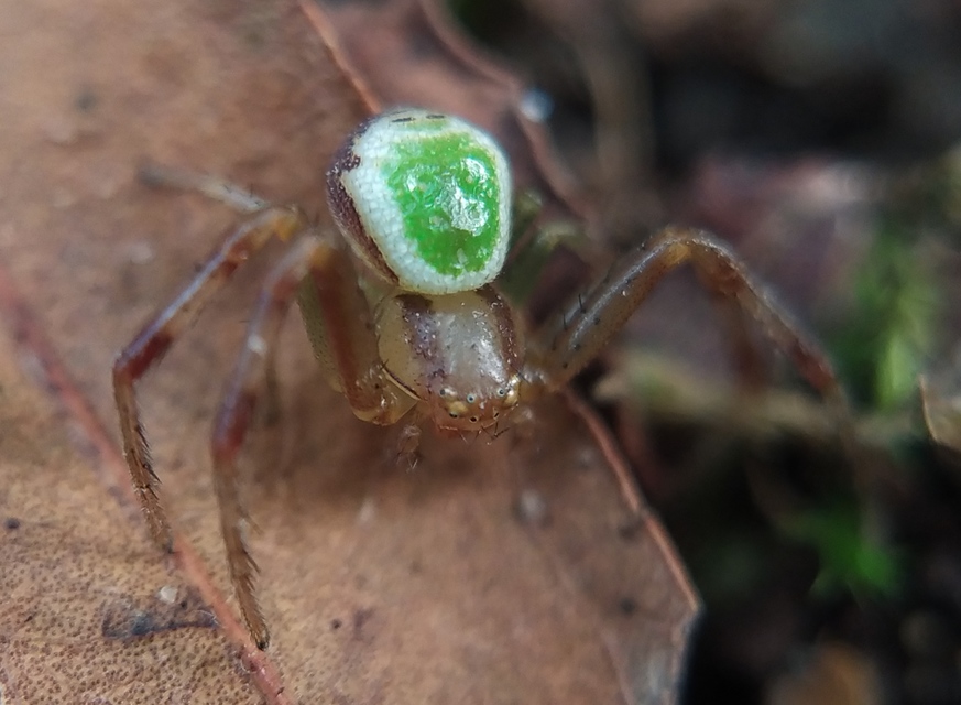 Ebrechtella tricuspidata - alakoskodó karolópók