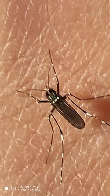 Aedes albopictus - ázsiai tigrisszúnyog