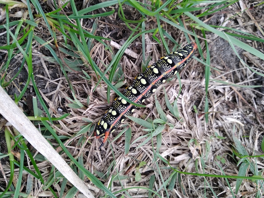Hyles euphorbiae - kutyatejszender