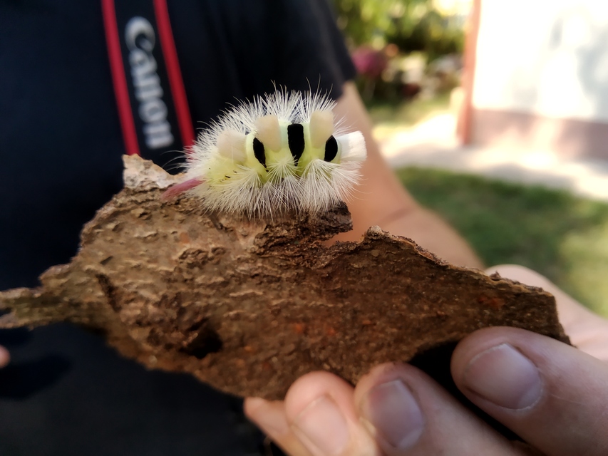 Calliteara pudibunda - hamvasszövő