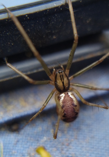 Linyphia triangularis - háromszöges vitorláspók