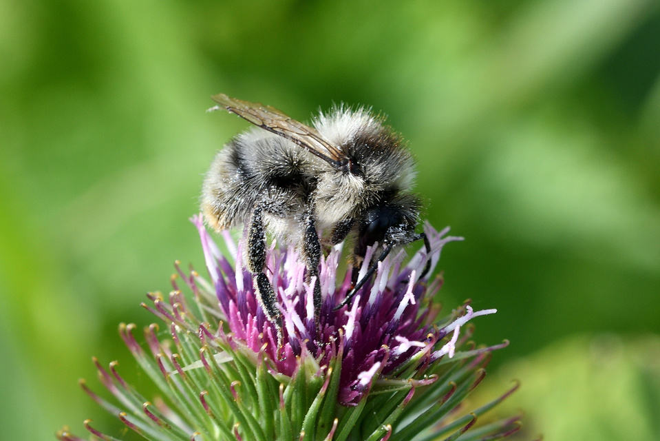 Bombus sylvarum - erdei poszméh