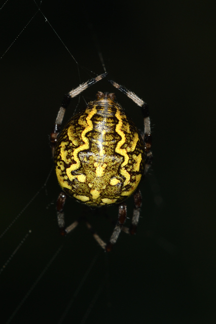 Araneus marmoreus - márványos keresztespók
