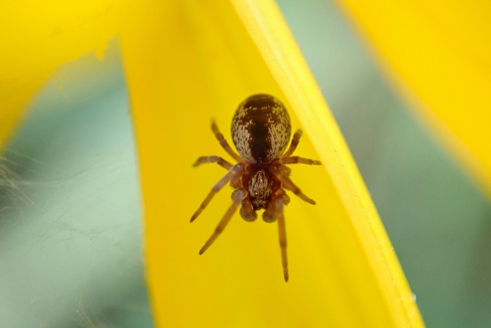 Dictynidae - hamvaspókok