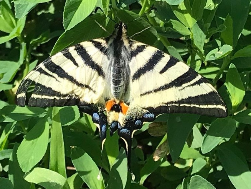 Iphiclides podalirius - kardoslepke Iphiclides podalirius - kardoslepke