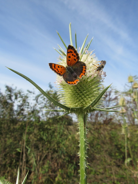 Lycaena phlaeas - közönséges tűzlepke Lycaena phlaeas - közönséges tűzlepke