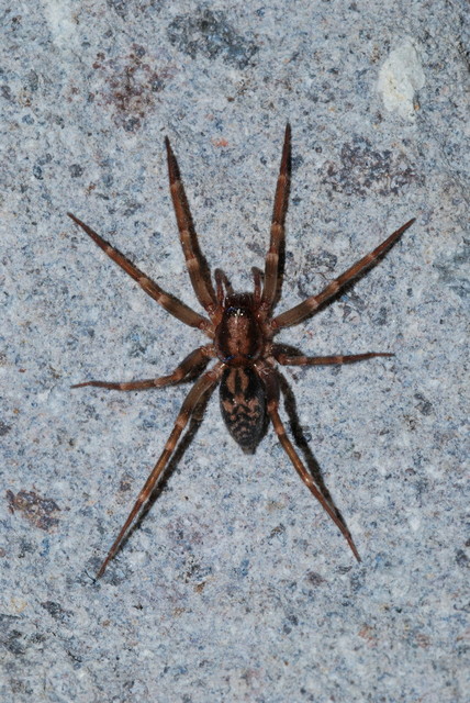 Liocranum rupicola - házaló avarpók