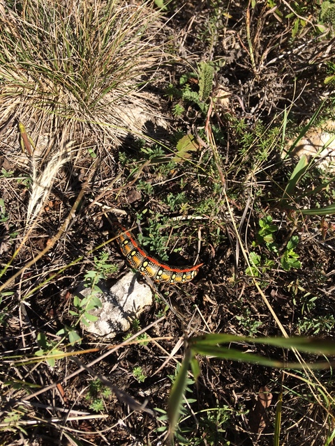 Hyles euphorbiae - kutyatejszender