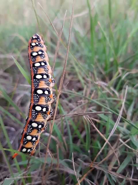 Hyles euphorbiae - kutyatejszender