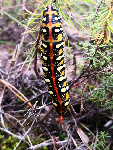 Hyles euphorbiae - kutyatejszender