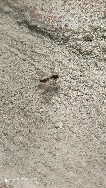 Chironomidae - árvaszúnyogok