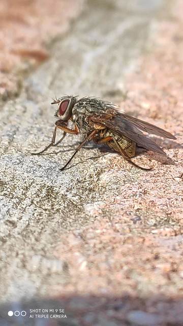 Phaonia valida