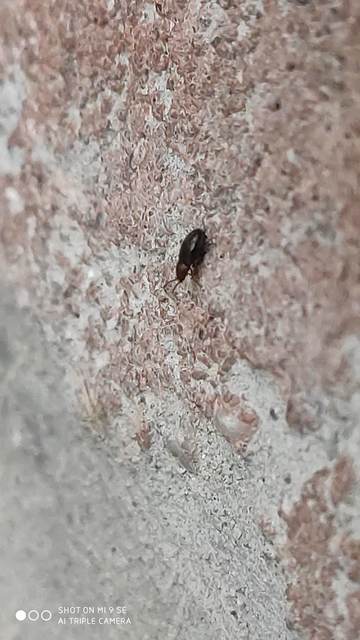 Cryptophagidae - penészbogárfélék