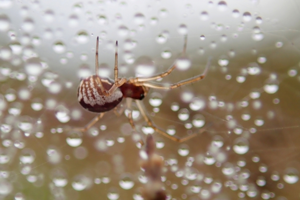 Frontinellina frutetorum - bokor vitorláspók