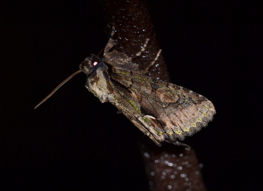 Allophyes oxyacanthae - galagonyabagoly