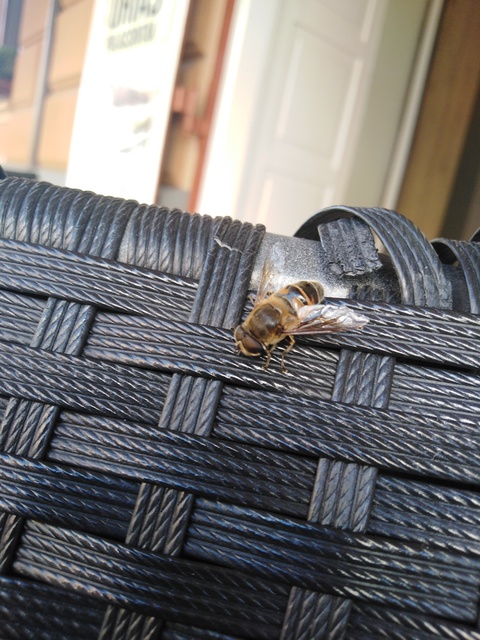 Eristalis tenax - közönséges herelégy