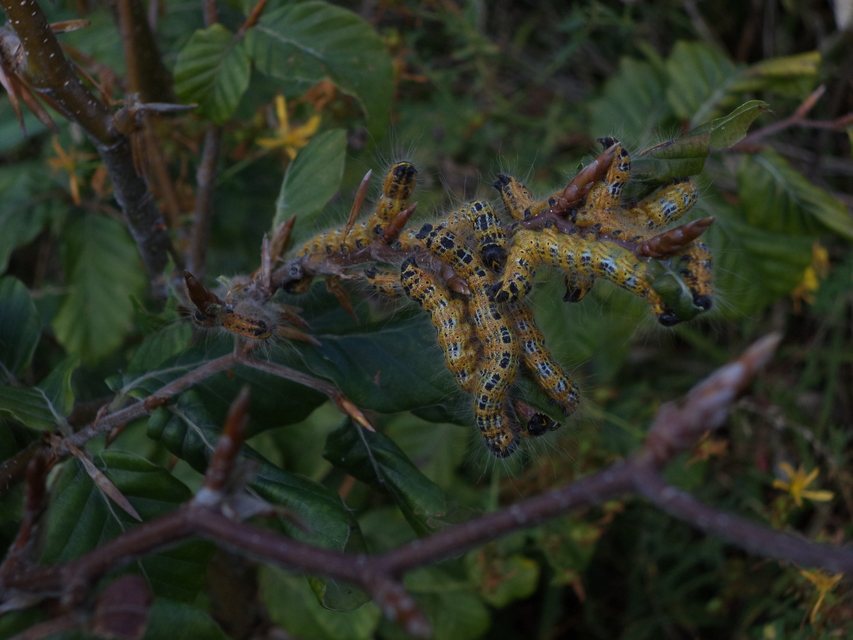 Phalera bucephala - sárgafoltos púposszövő