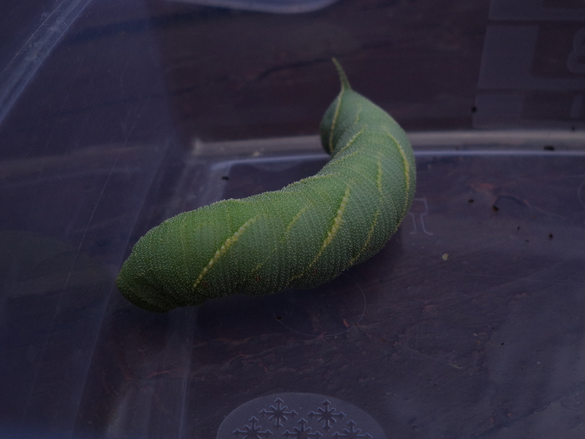 Marumba quercus - tölgyfaszender