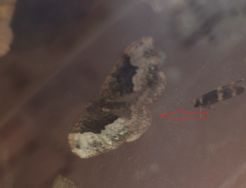 Euphyia biangulata - szegletes tarkaaraszoló