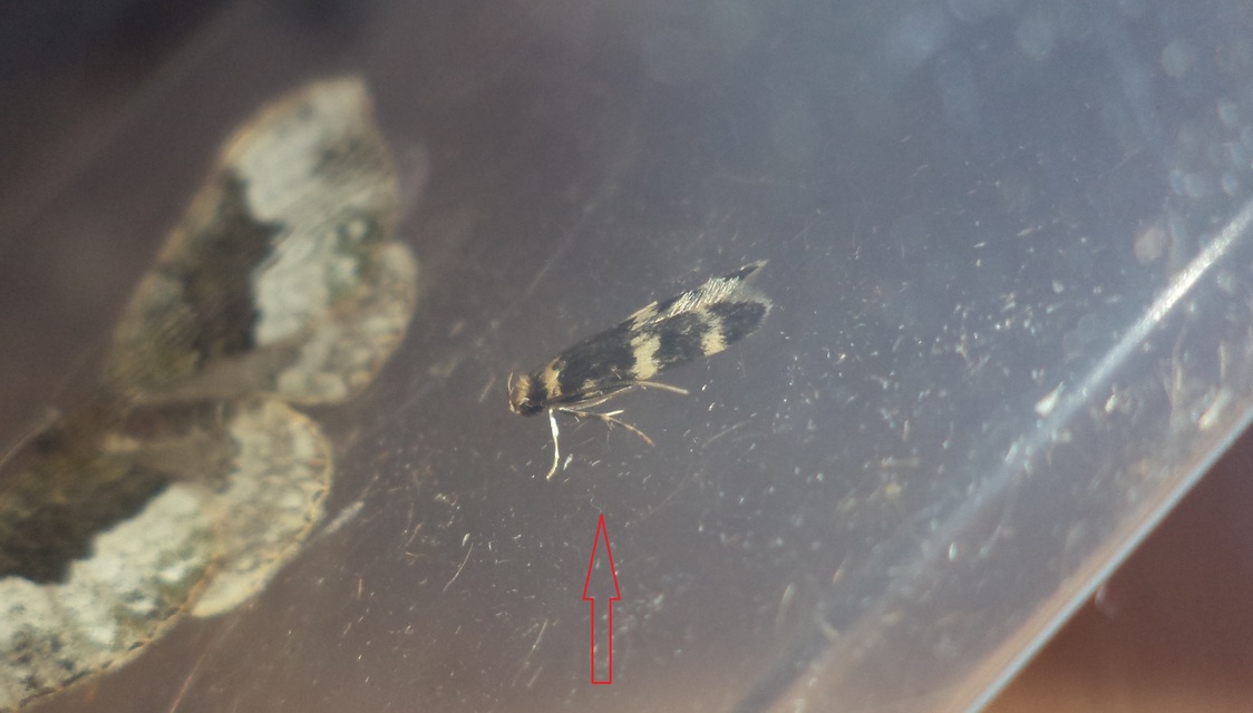 Autostichidae - avarmolyfélék