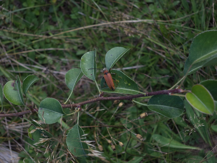 Stictoleptura rubra - vörös virágcincér