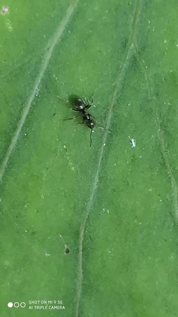 Lasius