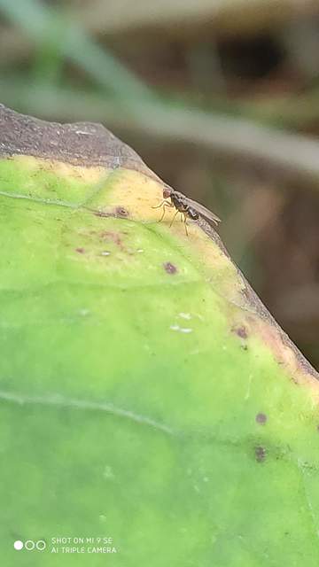 Scaptomyza