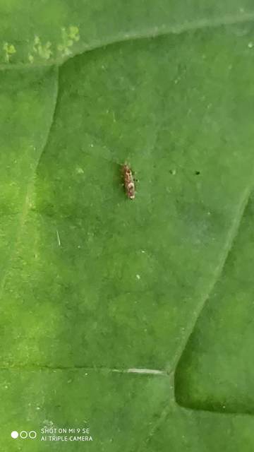 Entomobrya dorsalis