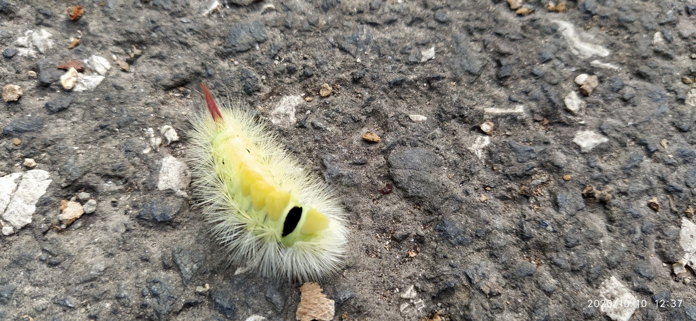 Calliteara pudibunda - hamvasszövő