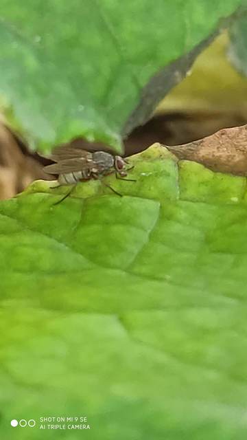 Muscidae - igazi legyek