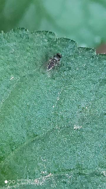 Platypezidae - kormoslegyek